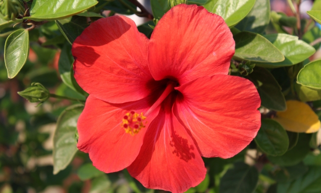Close-up of a red hibiscus flower